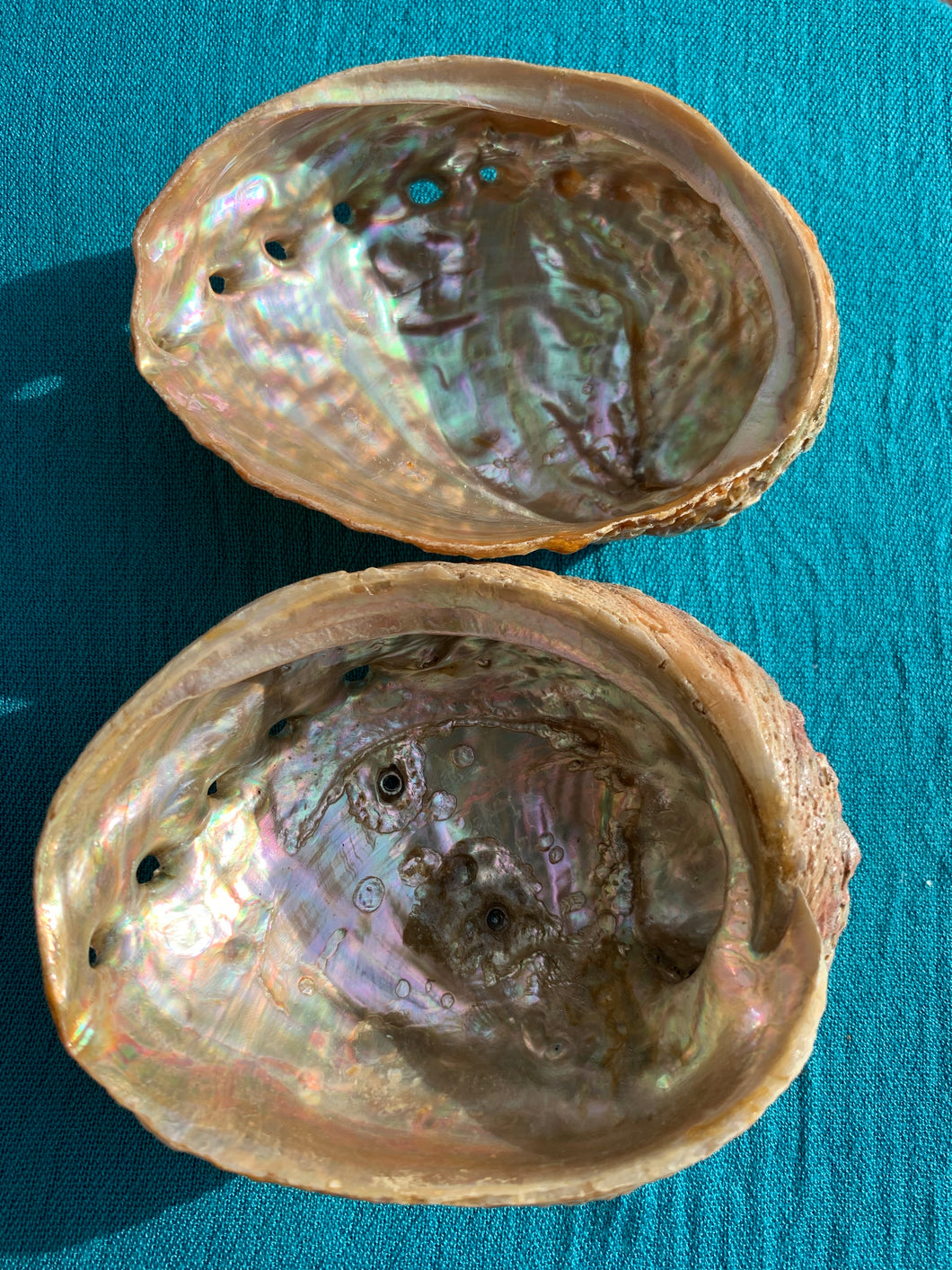 Abalone Shell 4-5”